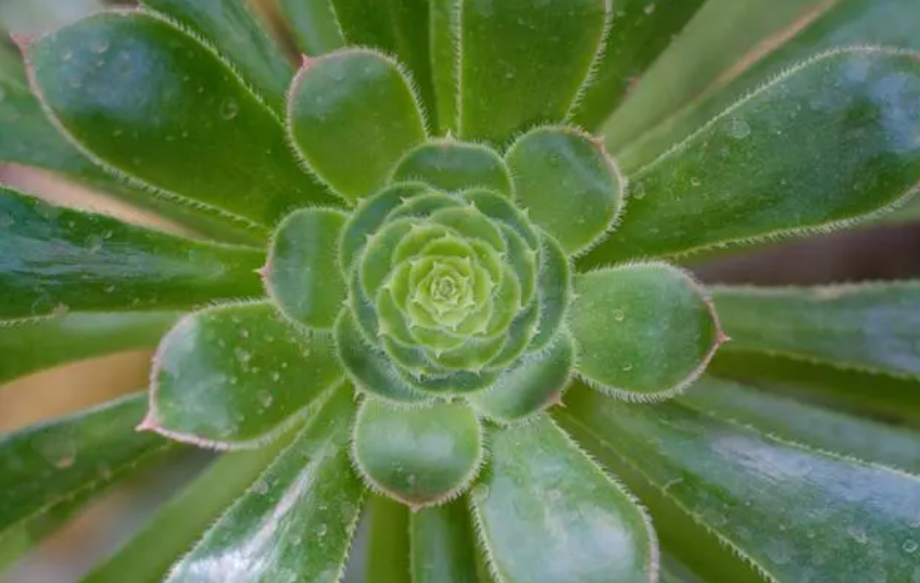 共同培育植物：爱与成长交织的奇妙探索